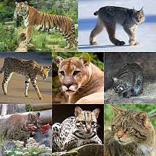 There are 38 species of cats on the planet. Felidae Wikipedia
