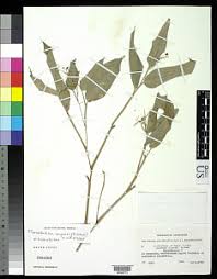 Image result for Marantochloa congensis