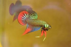 Pin By Nas Betta Imbellis On Betta Imbellis Thailand Betta Fish Pet Fish
