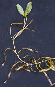 Image result for Potamogetonaceae