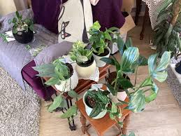 Image result for Rytigynia lewisii