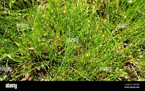 Image result for Eleocharis geniculata