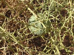 Image result for Zehneria tridactyla