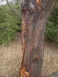 Image result for Acacia mearnsii