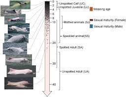 Data in the table below are based on genetic research. Investigating The Age Composition Of Indo Pacific Humpback Dolphins In The Pearl River Estuary Based On Their Pigmentation Pattern Springerlink