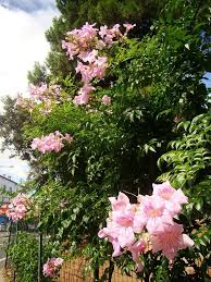 Image result for Podranea