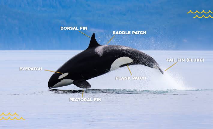 Anatomical features of Orcinus orca, do AI tạo