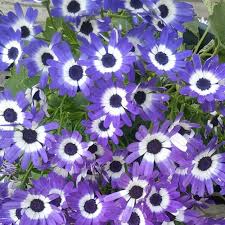Image result for Pericallis