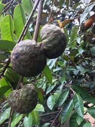 Welcome to hardy fruit tree nursery. Scott S Organic Exotic Fruit Trees Home Facebook