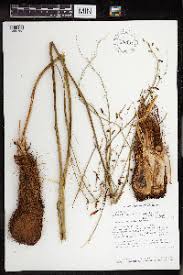 Image result for Chlorophytum angustissimum