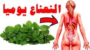 8 فوائد مدهشة للنعناع ستجعلك تتناوله يوميا فوائد النعناع المغلي Health Facts Food Health And Fitness Expo Beauty Skin Care Routine