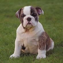 While their appearance makes them a popular choice for people looking for intimidating companions, they are not natural watchdogs. Puppyfind English Bulldog Puppies For Sale