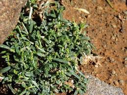 Image result for Limeum