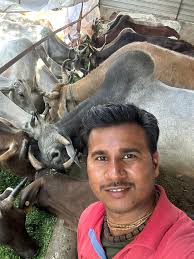 Akrurghat gaushala is the home for 140 rescued street cows. We at Vrindavan  Cow Seva do our best to help Maintain thier diet with fresh green grass.  Today we brought grass and