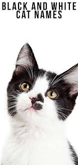 Therefore, taking inspiration from the world around you is a great starting point! Cute Kitten Names For Black And White Cats Hno At