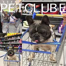 Boston terrier vs french bulldog. Petclube Filhotes Caes Bully Gatos Gigantes Criadores Ecologicamente Corretos Exotic French Bulldog