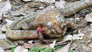 Gunakan Gigi Ular Keluarkan Isi Perut Katak Dan Memakannya