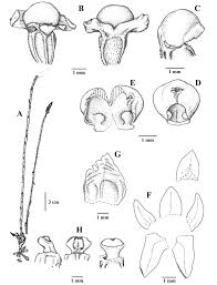 Image result for Centrostigma occultans