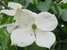 この花の名前なんていうの ハナミズキに似た白い花を咲かせた木 ヤマボウシ 山法師