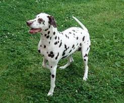 Morbus Cushing Beim Hund Kosten Der Behandlung Medikamente