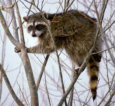 How many babies do raccoons have? Raccoon Wikipedia
