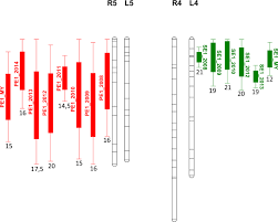 The cheerful kid from the tv series sings a song. Multi Year Analyses On Three Populations Reveal The First Stable Qtls For Tolerance To Rain Induced Fruit Cracking In Sweet Cherry Prunus Avium L Horticulture Research