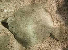 Thought i would be the one to be puking my guts out over the side, and here you are, Turbot Wikipedia