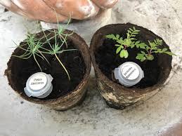 Pinus aristata is an evergreen tree growing to 12 m (39ft) by 4 m (13ft) at a slow rate. 20 Inspiration Pinus Aristata Bonsai Tree Pink Wool