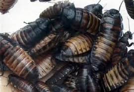 When it comes to pest and termite control in amarillo, tx, we always make a difference. Cold Weather Summons Creepy Crawlers Into Homes Kvii