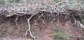 Maybe you would like to learn more about one of these? California Oak Trees And Mycorrhiza