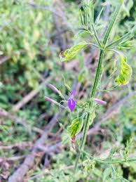 Image result for Dicliptera paniculata