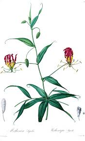 Image result for Gloriosa superba