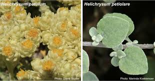 Image result for Helichrysum panduratum