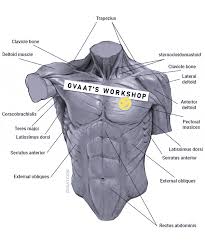 This video is about muscles of the torso. How To Draw The Torso Easier An Illustrated Guide Gvaat S Workshop