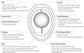Jokes and riddles for kids at enchantedlearning.com: Https Cdn Agclassroom Org Nh Resources Lessons Chickens Worksheet Pdf