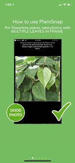 Plant Tree Mushroom Identification App Plants Mushroom Identification Cool Photos