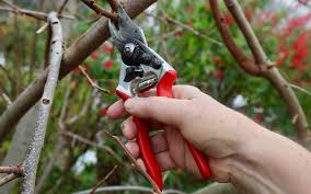 Image result for pruning plum trees