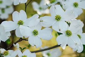 Image result for Cornaceae