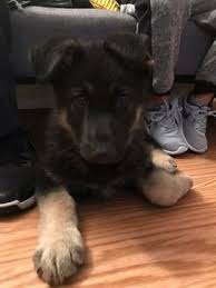 We did not find results for: German Shepherd Dog Puppy For Sale In Norfolk Va Adn 59211 On Puppyfinder Com Gender Mal German Shepherd Dogs German Shepard Puppies German Shepherd Puppies