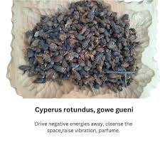 Image result for Buchnera nuttii