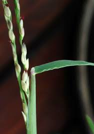 Image result for Digitaria acuminatissima