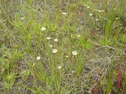 Image result for Syngonanthus welwitschii