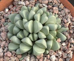 Image result for Aizoaceae