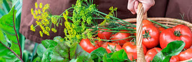 Alors, quels légumes semer directement au jardin ? Calendrier Des Semis Du Jardin Potager Quand Semer Et Quand Recolter La Pause Jardin