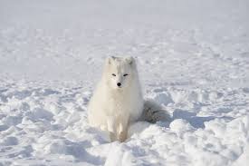 Image result for white fox