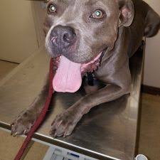 It has our signature design and bright new interior. Pet Clinic 3326 Main St Chula Vista Ca 91911 Usa