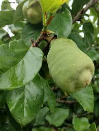 Image result for Ficus pumila