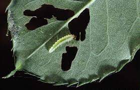 Severe infestations cause leaf yellowing and leaf drop. Why Rose Leaves Are Damaged And Look Like Skeletons San Luis Obispo Tribune