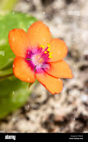 Image result for Anagallis barbata