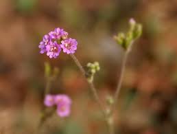 Image result for Boerhavia diffusa